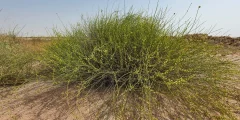 أنواع النباتات الطبيعية .. أشهر الأنواع في السعودية والإمارات